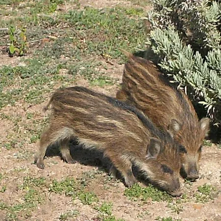 Villetta G1 דירה קוסטה פרדיסו